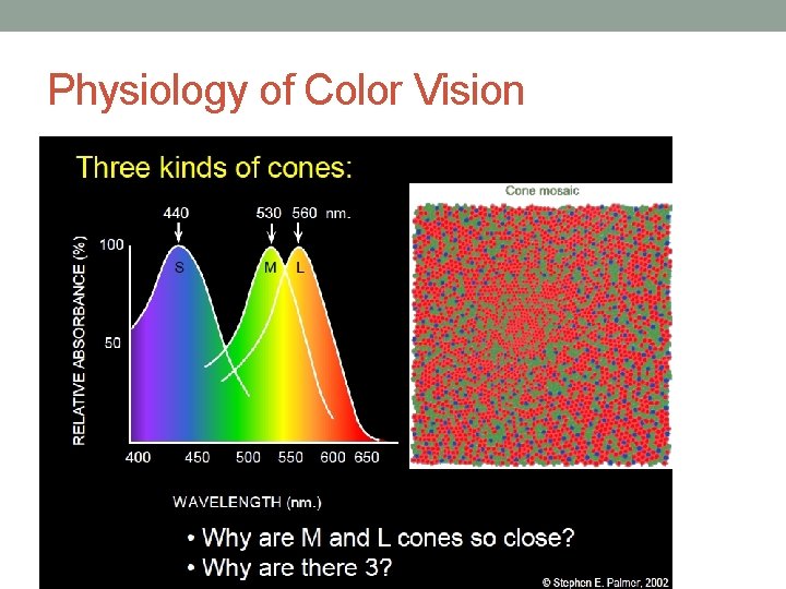 Physiology of Color Vision 