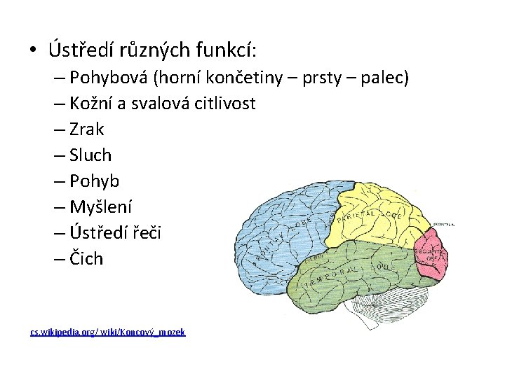  • Ústředí různých funkcí: – Pohybová (horní končetiny – prsty – palec) –