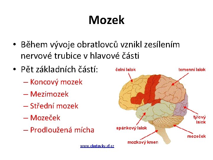 Mozek • Během vývoje obratlovců vznikl zesílením nervové trubice v hlavové části • Pět