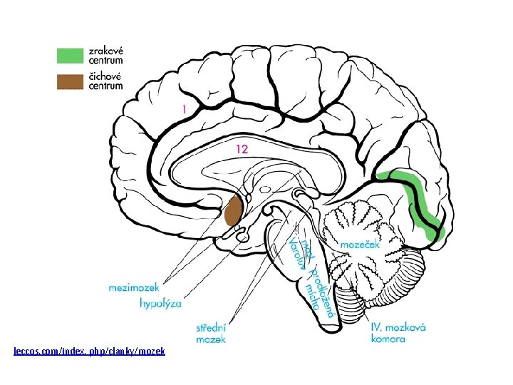 leccos. com/index. php/clanky/mozek 