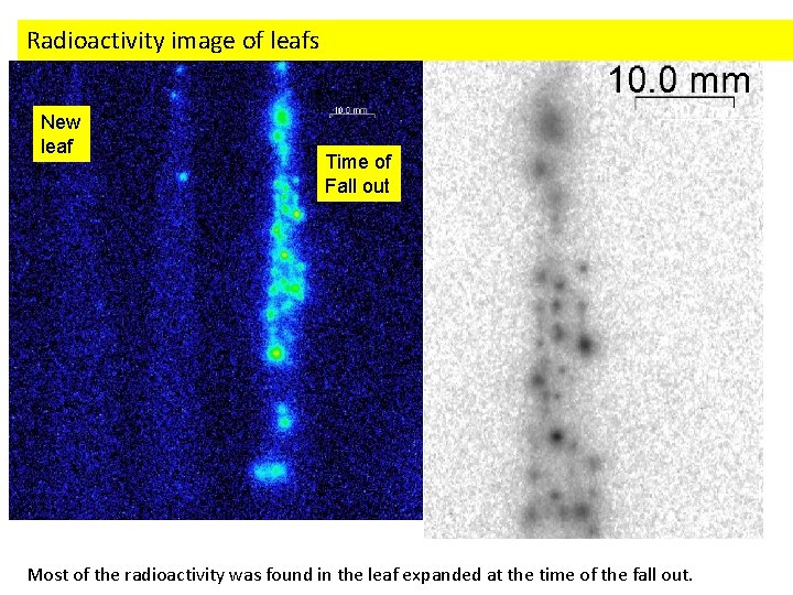 Radioactivity image of leafs New leaf Time of Fall out Most of the radioactivity