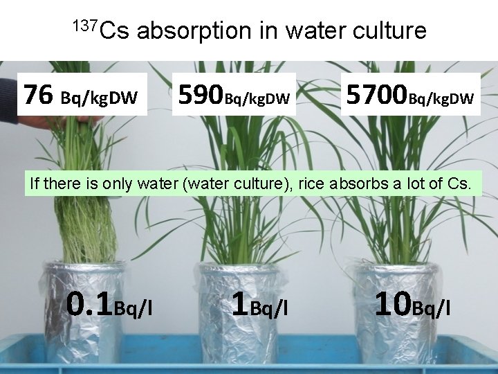 137 Cs absorption in water culture 76 Bq/kg. DW 590 Bq/kg. DW 5700 Bq/kg.