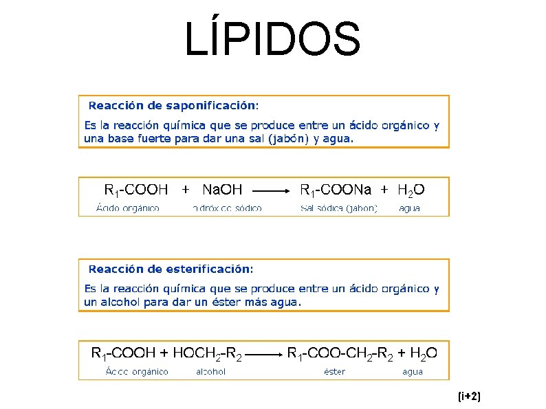 LÍPIDOS 