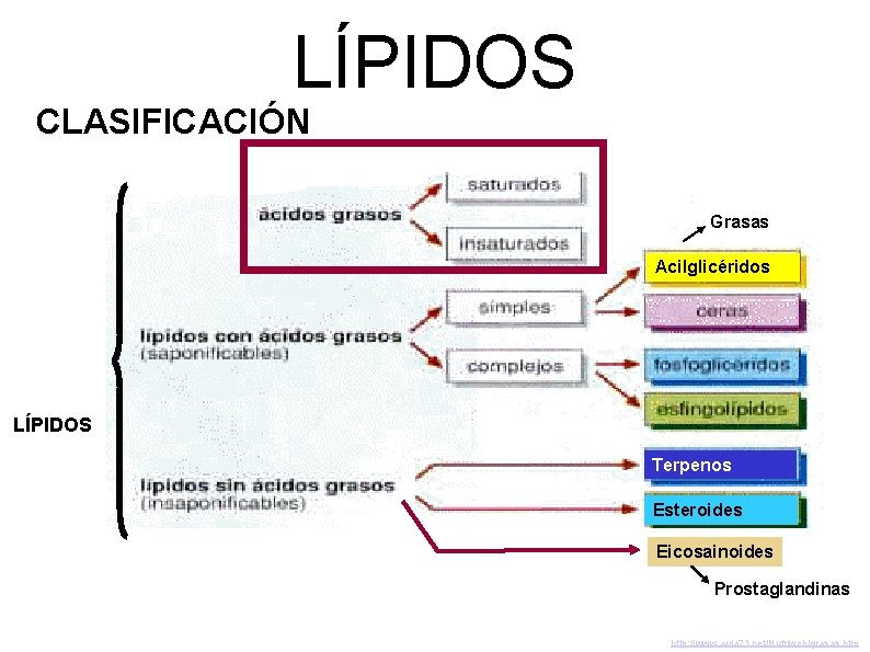 LÍPIDOS CLASIFICACIÓN Grasas Acilglicéridos LÍPIDOS Terpenos Esteroides Eicosainoides Prostaglandinas http: //www. aula 21. net/Nutriweb/grasas.