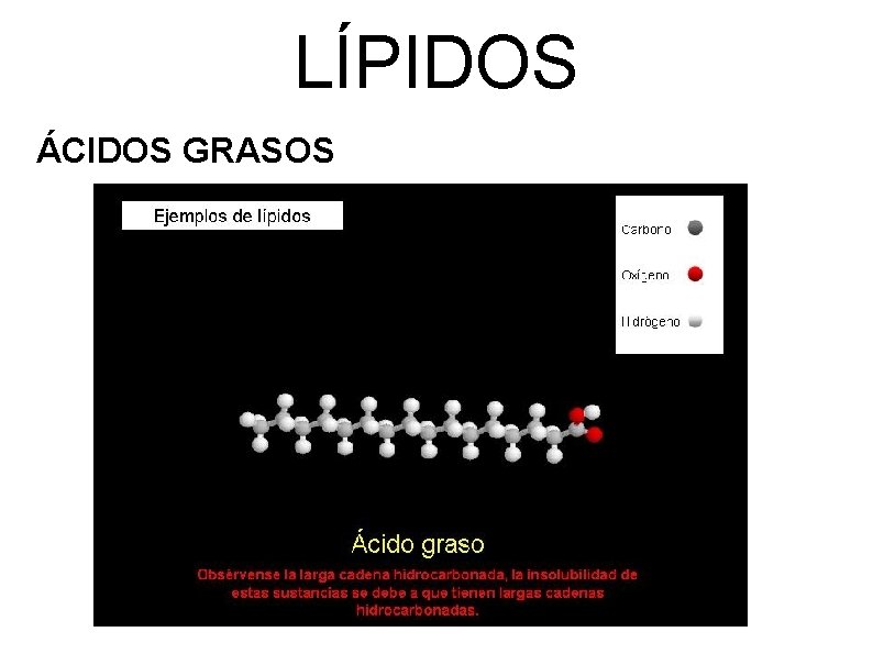 LÍPIDOS ÁCIDOS GRASOS 