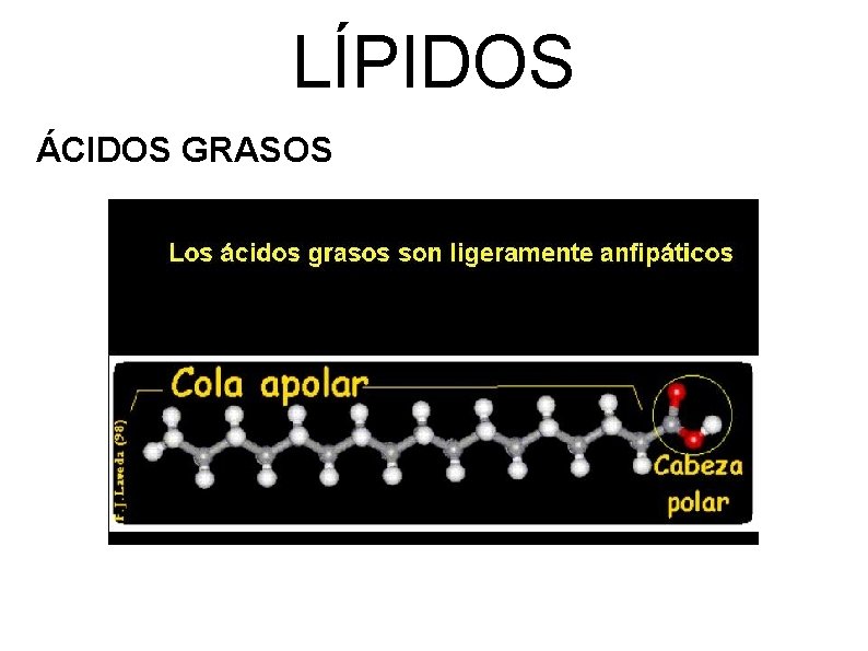 LÍPIDOS ÁCIDOS GRASOS 