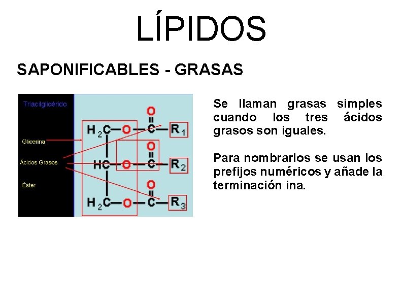 LÍPIDOS SAPONIFICABLES - GRASAS Se llaman grasas simples cuando los tres ácidos grasos son