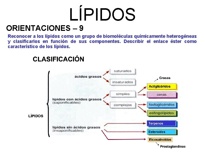 LÍPIDOS ORIENTACIONES – 9 Reconocer a los lípidos como un grupo de biomoléculas químicamente