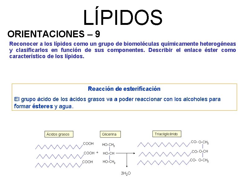 LÍPIDOS ORIENTACIONES – 9 Reconocer a los lípidos como un grupo de biomoléculas químicamente