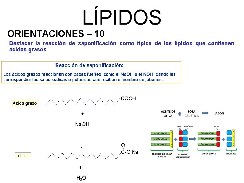 LÍPIDOS ORIENTACIONES – 10 Destacar la reacción de saponificación como típica de los lípidos