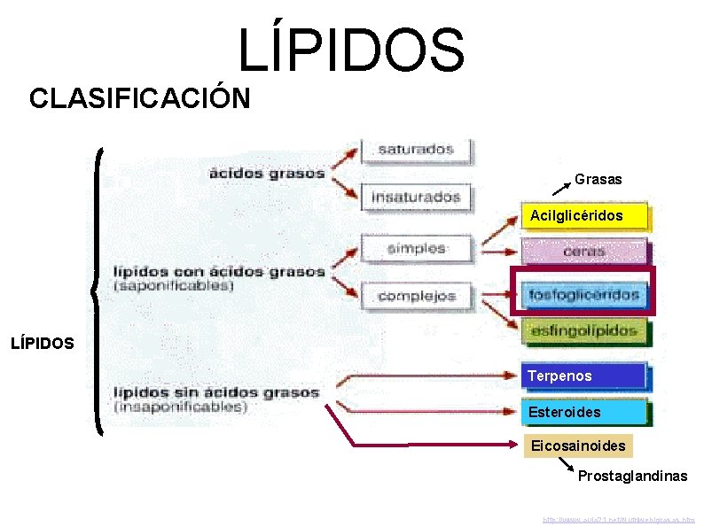 LÍPIDOS CLASIFICACIÓN Grasas Acilglicéridos LÍPIDOS Terpenos Esteroides Eicosainoides Prostaglandinas http: //www. aula 21. net/Nutriweb/grasas.