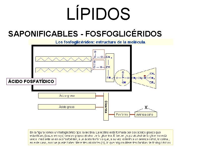 LÍPIDOS SAPONIFICABLES - FOSFOGLICÉRIDOS ÁCIDO FOSFATÍDICO 