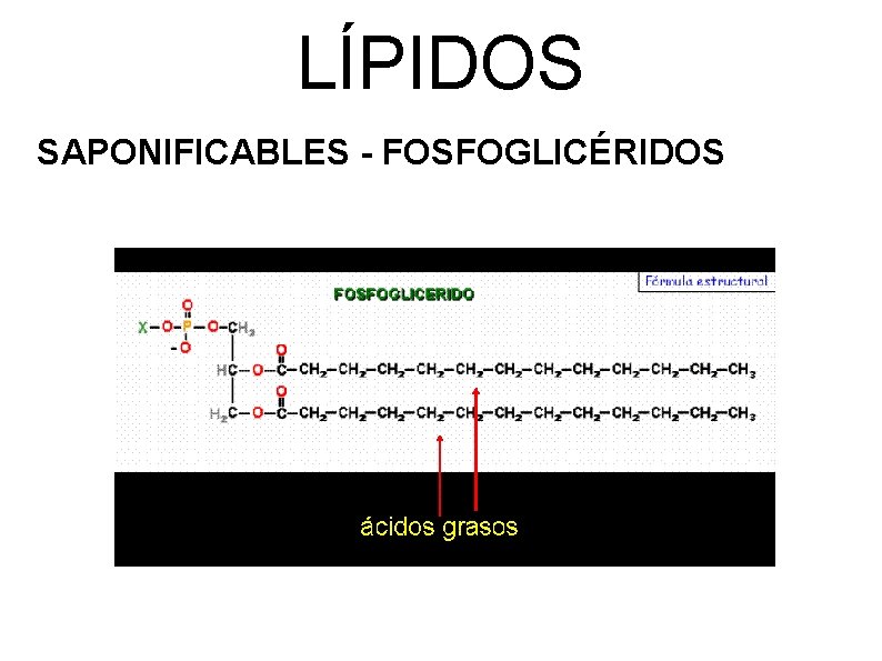 LÍPIDOS SAPONIFICABLES - FOSFOGLICÉRIDOS 