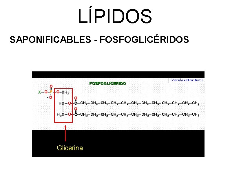 LÍPIDOS SAPONIFICABLES - FOSFOGLICÉRIDOS 