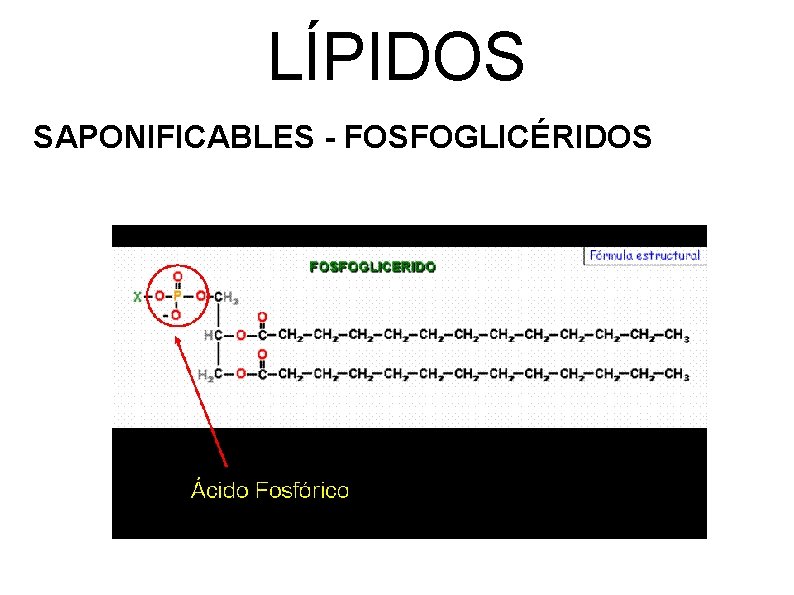 LÍPIDOS SAPONIFICABLES - FOSFOGLICÉRIDOS 