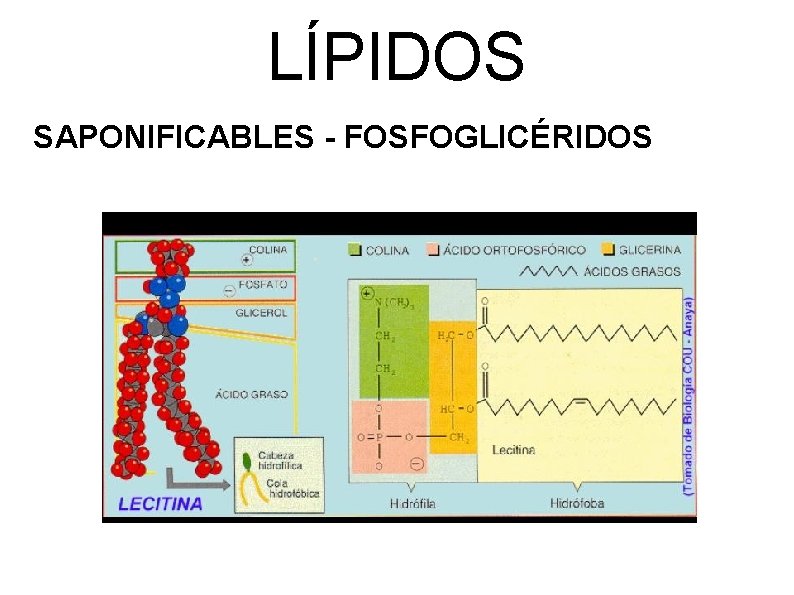 LÍPIDOS SAPONIFICABLES - FOSFOGLICÉRIDOS 