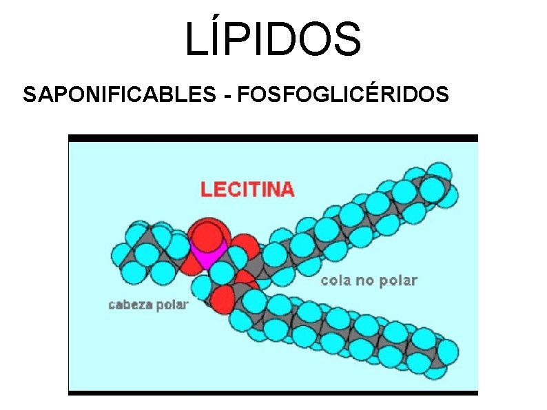 LÍPIDOS SAPONIFICABLES - FOSFOGLICÉRIDOS 