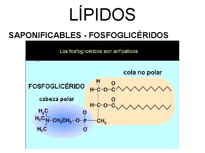 LÍPIDOS SAPONIFICABLES - FOSFOGLICÉRIDOS 