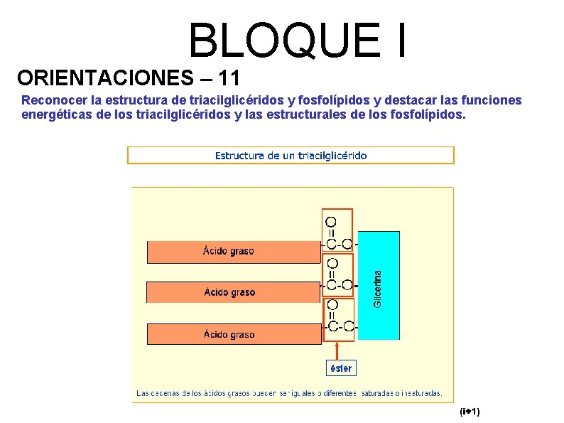 BLOQUE I ORIENTACIONES – 11 Reconocer la estructura de triacilglicéridos y fosfolípidos y destacar