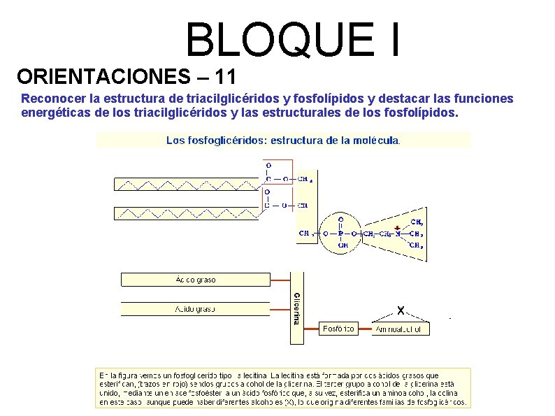 BLOQUE I ORIENTACIONES – 11 Reconocer la estructura de triacilglicéridos y fosfolípidos y destacar