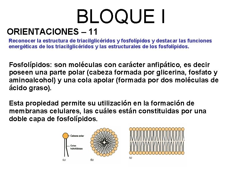 BLOQUE I ORIENTACIONES – 11 Reconocer la estructura de triacilglicéridos y fosfolípidos y destacar