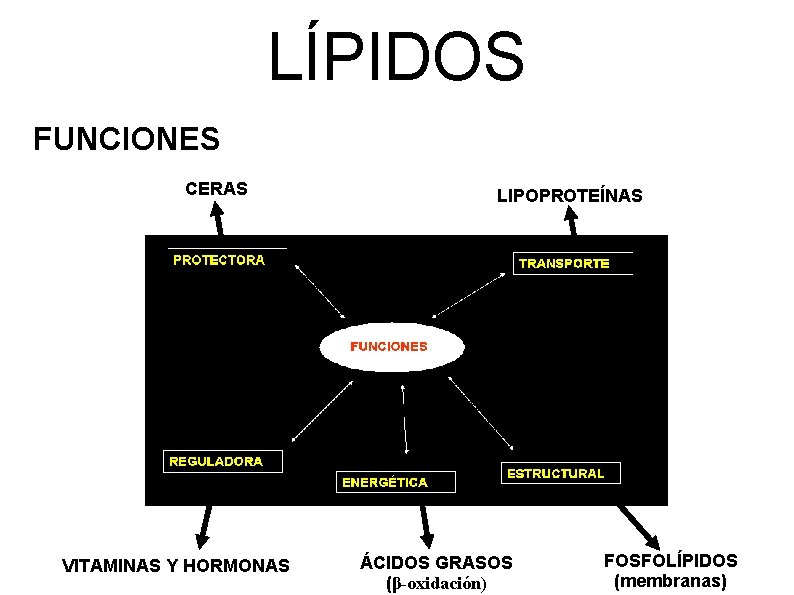 LÍPIDOS FUNCIONES CERAS VITAMINAS Y HORMONAS LIPOPROTEÍNAS ÁCIDOS GRASOS (β-oxidación) FOSFOLÍPIDOS (membranas) 