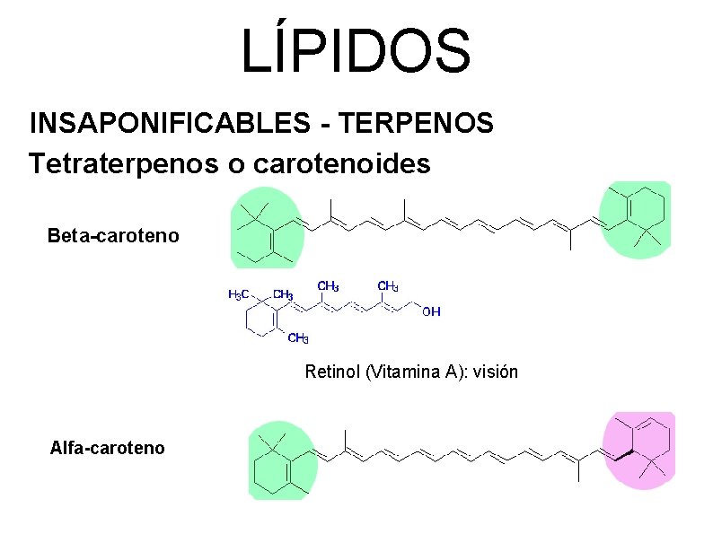 LÍPIDOS INSAPONIFICABLES - TERPENOS Tetraterpenos o carotenoides Beta-caroteno Retinol (Vitamina A): visión Alfa-caroteno 