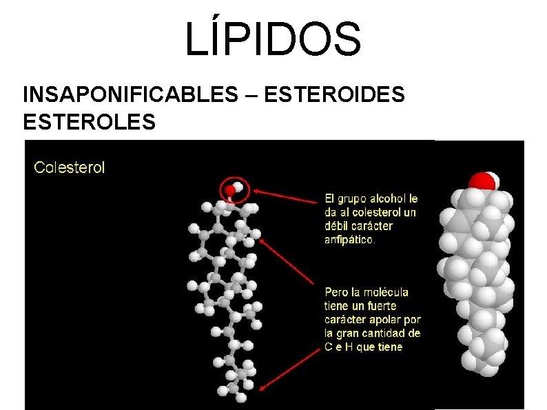 LÍPIDOS INSAPONIFICABLES – ESTEROIDES ESTEROLES 
