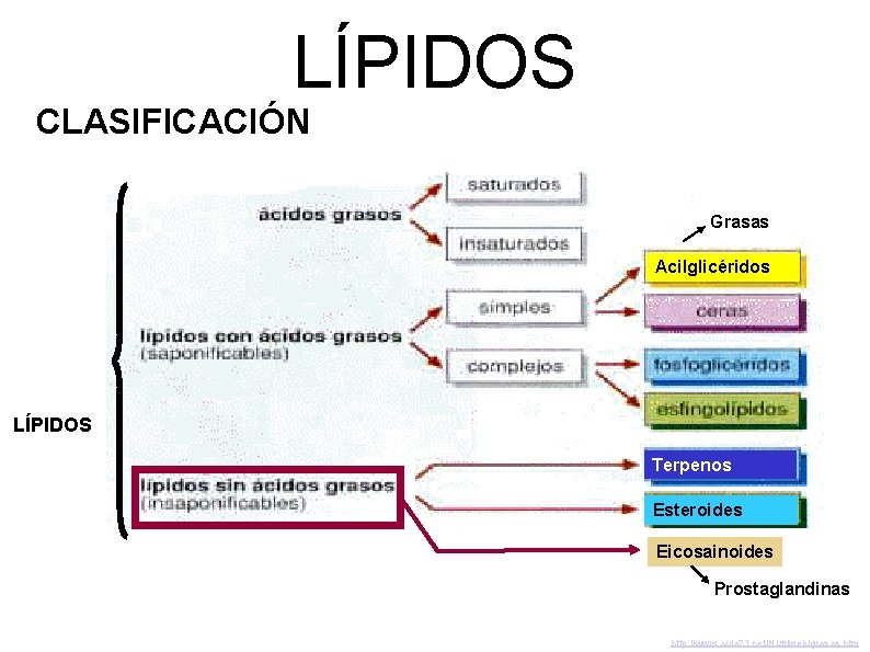 LÍPIDOS CLASIFICACIÓN Grasas Acilglicéridos LÍPIDOS Terpenos Esteroides Eicosainoides Prostaglandinas http: //www. aula 21. net/Nutriweb/grasas.