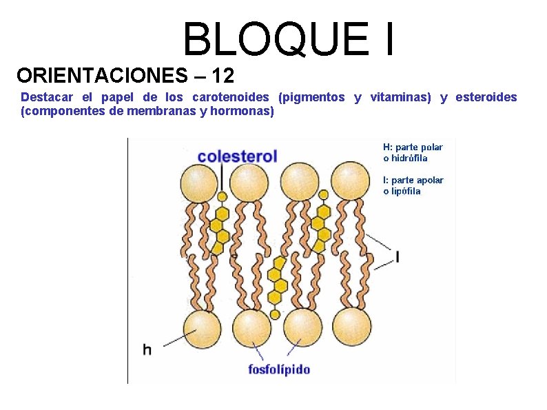 BLOQUE I ORIENTACIONES – 12 Destacar el papel de los carotenoides (pigmentos y vitaminas)