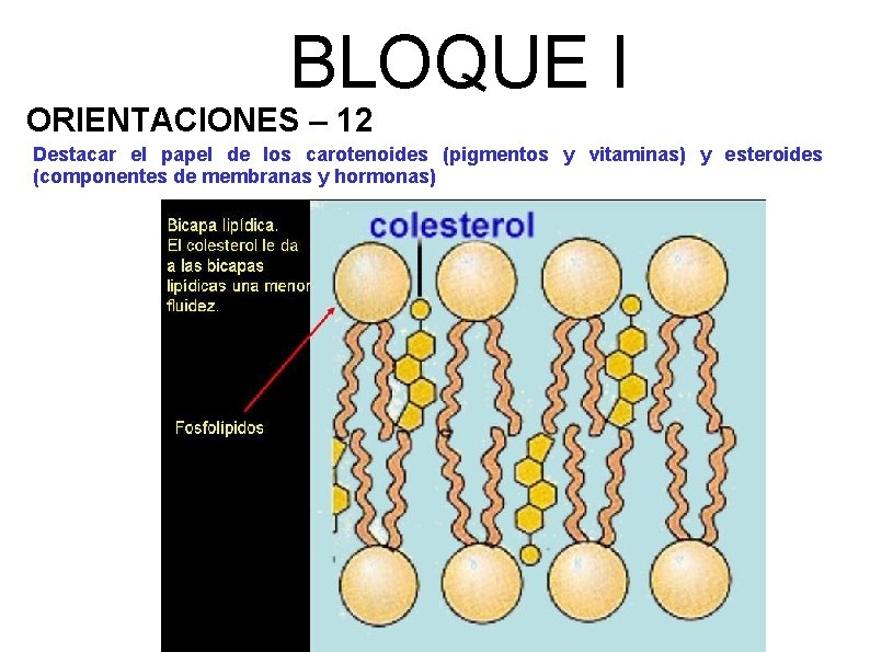 BLOQUE I ORIENTACIONES – 12 Destacar el papel de los carotenoides (pigmentos y vitaminas)