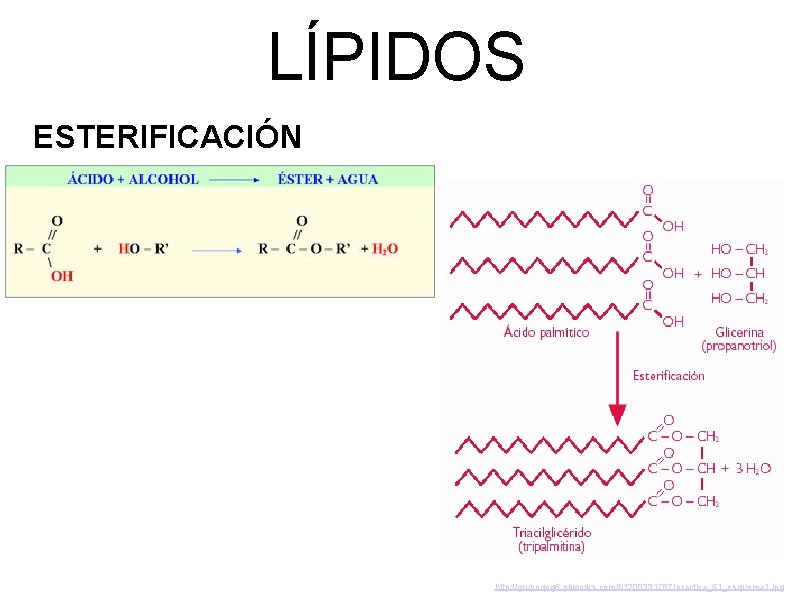 LÍPIDOS ESTERIFICACIÓN http: //grupoqog 6. pbworks. com/f/1200331787/practica_51_esquema 1. jpg 