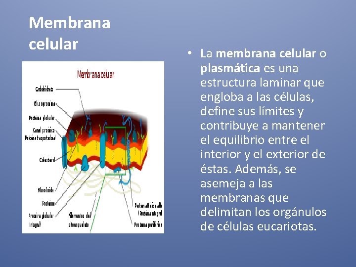 Membrana celular • La membrana celular o plasmática es una estructura laminar que engloba