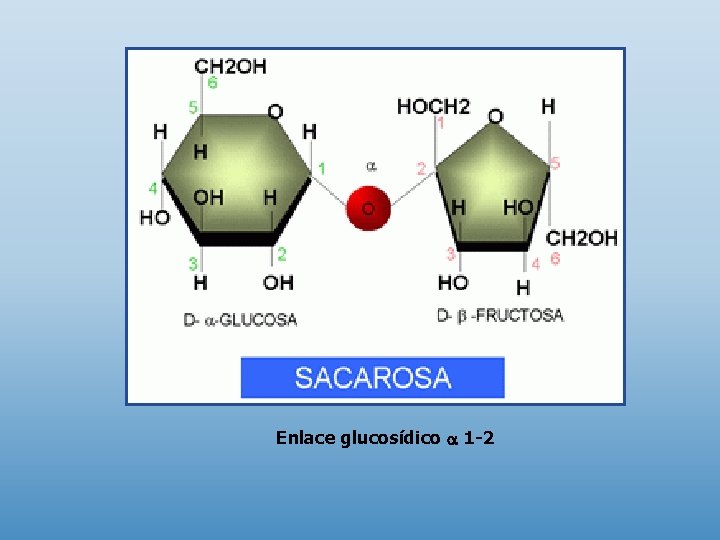 Enlace glucosídico 1 -2 