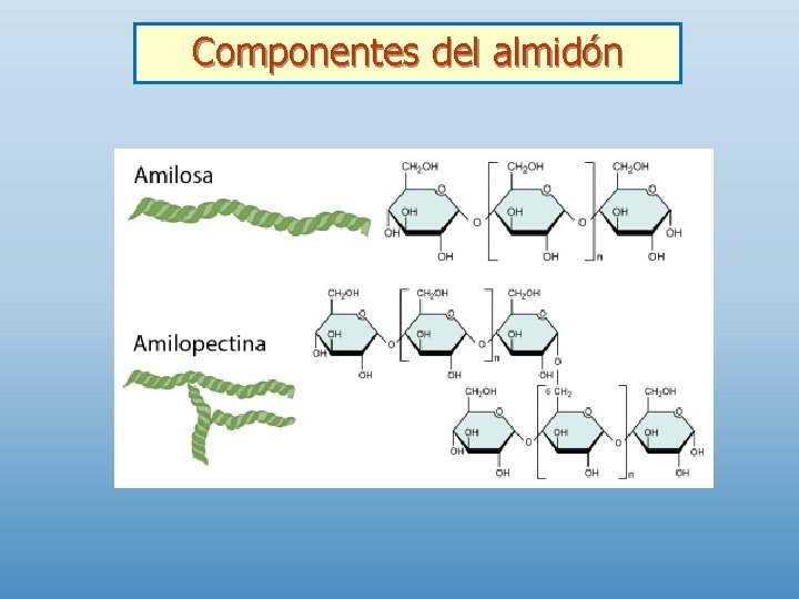 Componentes del almidón 