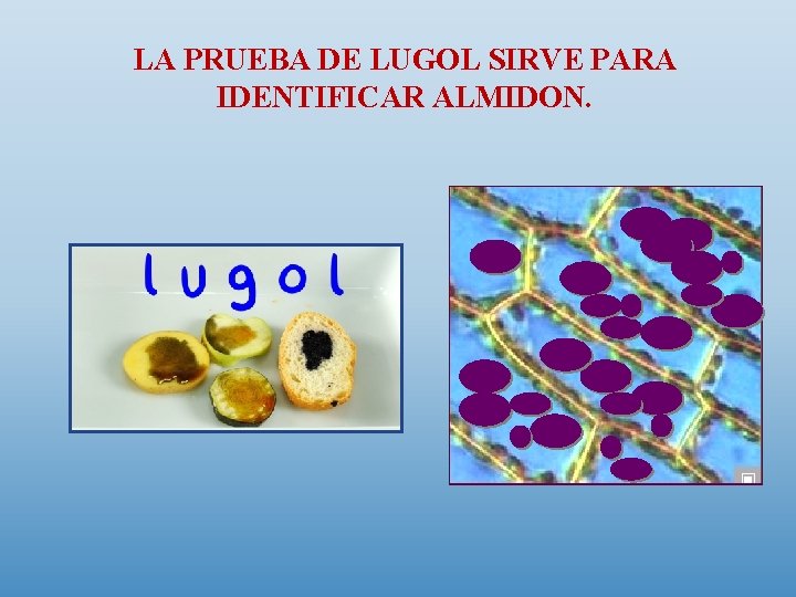 LA PRUEBA DE LUGOL SIRVE PARA IDENTIFICAR ALMIDON. 