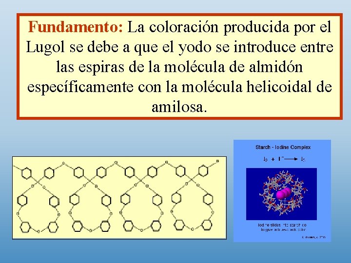 Fundamento: La coloración producida por el Lugol se debe a que el yodo se