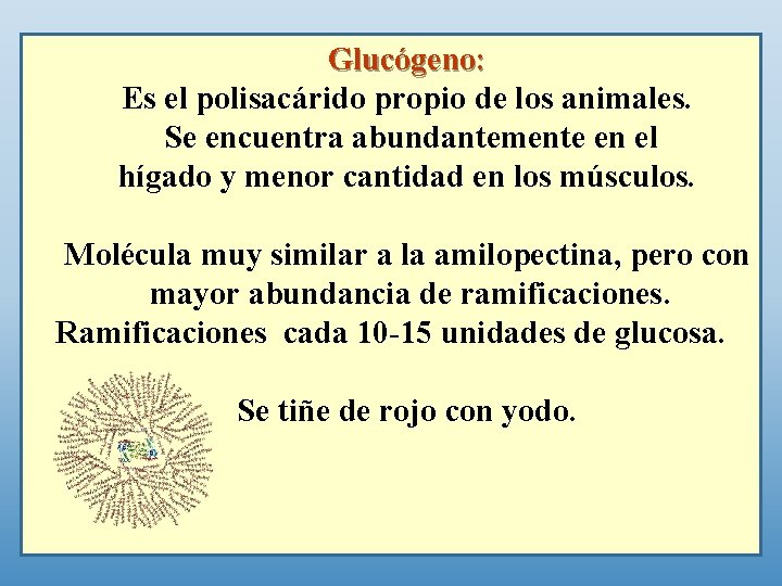 Glucógeno: Es el polisacárido propio de los animales. Se encuentra abundantemente en el hígado