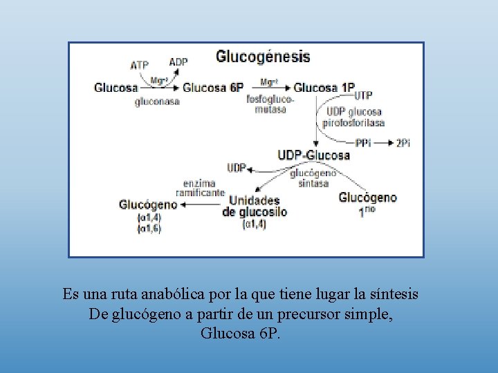 Es una ruta anabólica por la que tiene lugar la síntesis De glucógeno a