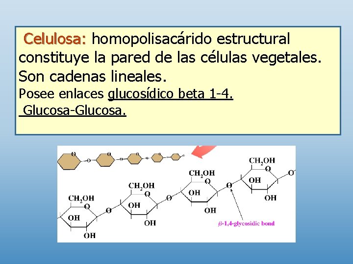 Celulosa: homopolisacárido estructural constituye la pared de las células vegetales. Son cadenas lineales. Posee