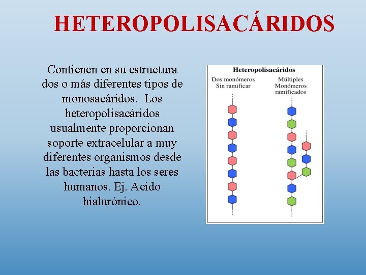 HETEROPOLISACÁRIDOS Contienen en su estructura dos o más diferentes tipos de monosacáridos. Los heteropolisacáridos