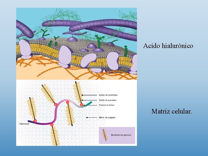Acido hialurónico Matriz celular. 