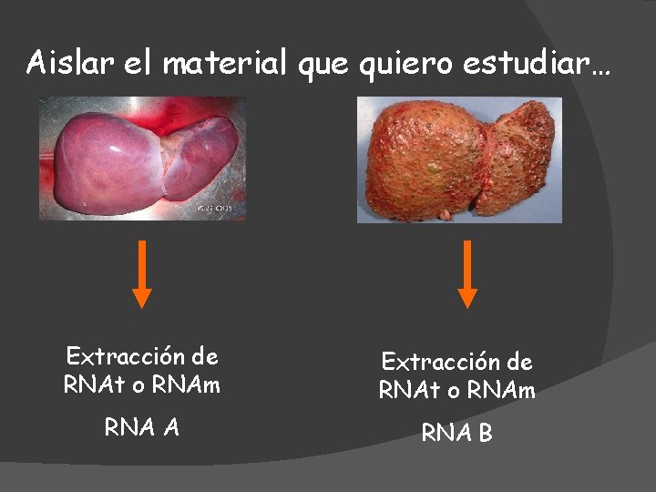 Aislar el material que quiero estudiar… Extracción de RNAt o RNAm RNA A RNA