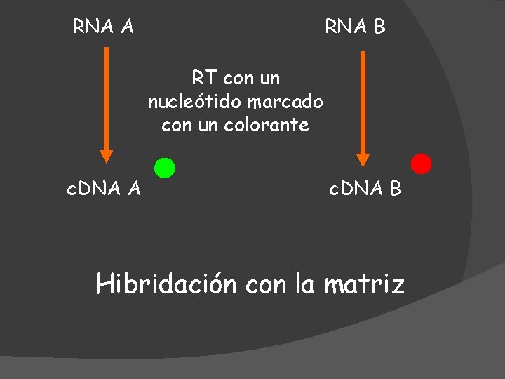 RNA A RNA B RT con un nucleótido marcado con un colorante c. DNA
