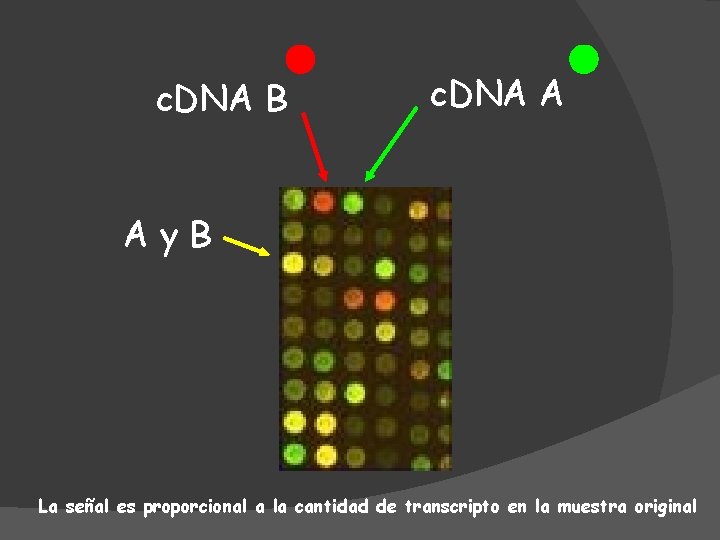 c. DNA B c. DNA A Ay. B La señal es proporcional a la