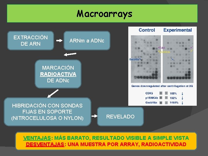 Macroarrays EXTRACCIÓN DE ARNm a ADNc MARCACIÓN RADIOACTIVA DE ADNc HIBRIDACIÓN CON SONDAS FIJAS