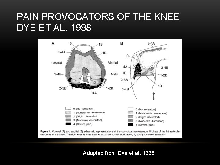 PAIN PROVOCATORS OF THE KNEE DYE ET AL. 1998 Adapted from Dye et al.