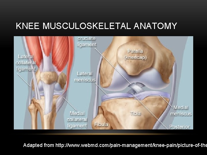 KNEE MUSCULOSKELETAL ANATOMY Adapted from http: //www. webmd. com/pain-management/knee-pain/picture-of-the 
