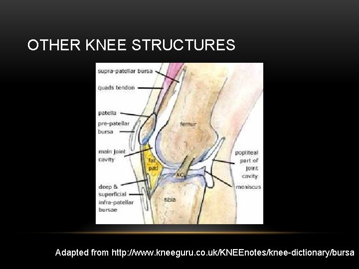 OTHER KNEE STRUCTURES Adapted from http: //www. kneeguru. co. uk/KNEEnotes/knee-dictionary/bursa 