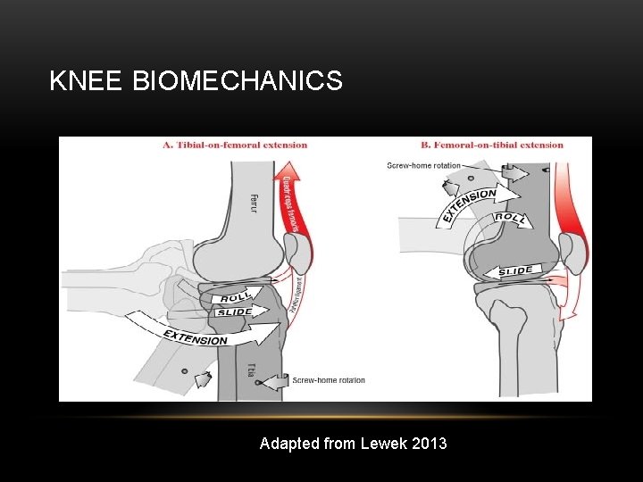 KNEE BIOMECHANICS Adapted from Lewek 2013 